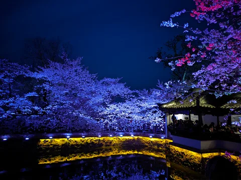 蓝夜樱庭
